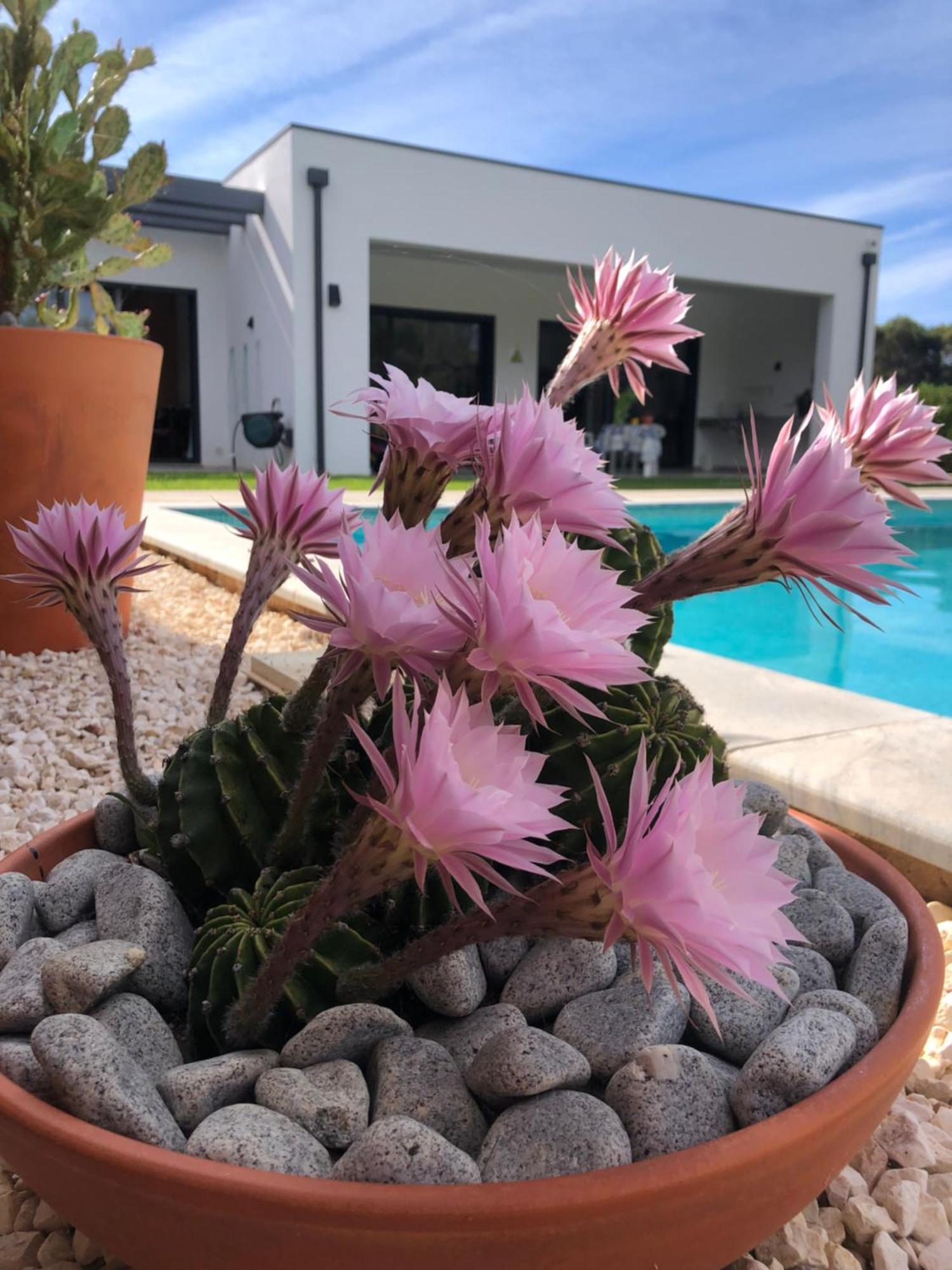 ホテル Casa Penina アルヴォル エクステリア 写真
